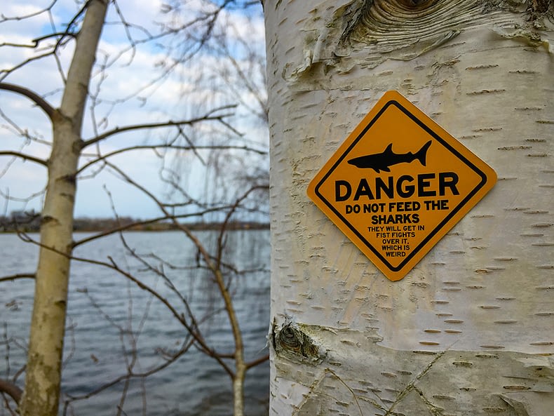 Danger – Do Not Feed the Sharks. They Will Get in Fist Fights Over It, Which is Weird.